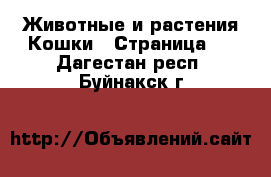 Животные и растения Кошки - Страница 2 . Дагестан респ.,Буйнакск г.